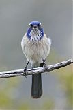 California Scrub-Jayborder=